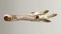 Scottish Brooch with Falcon's Talon